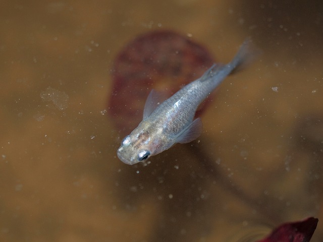 P5045220