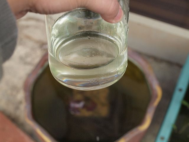 稚魚の孵化 そして青水化ランキング Tokuzeのメダカ飼育日記 屋外でメダカを飼おう