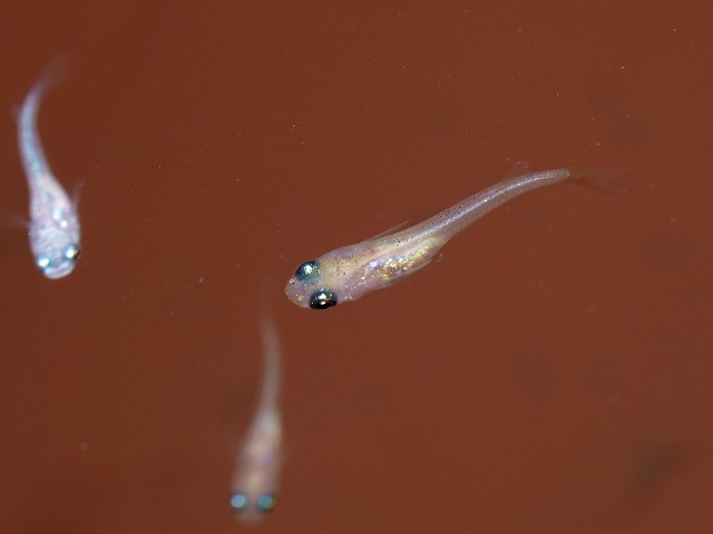 さらば洗面器!(稚魚たちの成長) : Tokuzeのメダカ飼育日記(屋外でメダカを飼おう!)