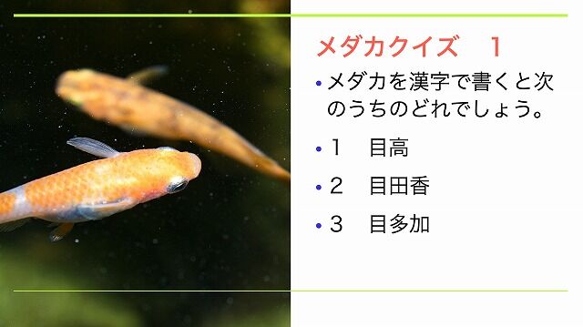 メダカ飼育教室 の講師としてお話をしてきました Tokuzeのメダカ飼育日記 屋外でメダカを飼おう