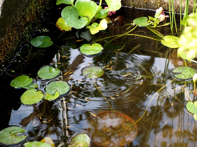 メダカ池