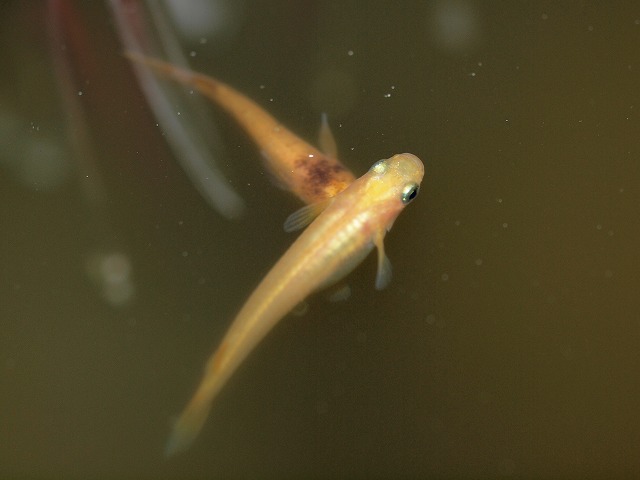 P5045202