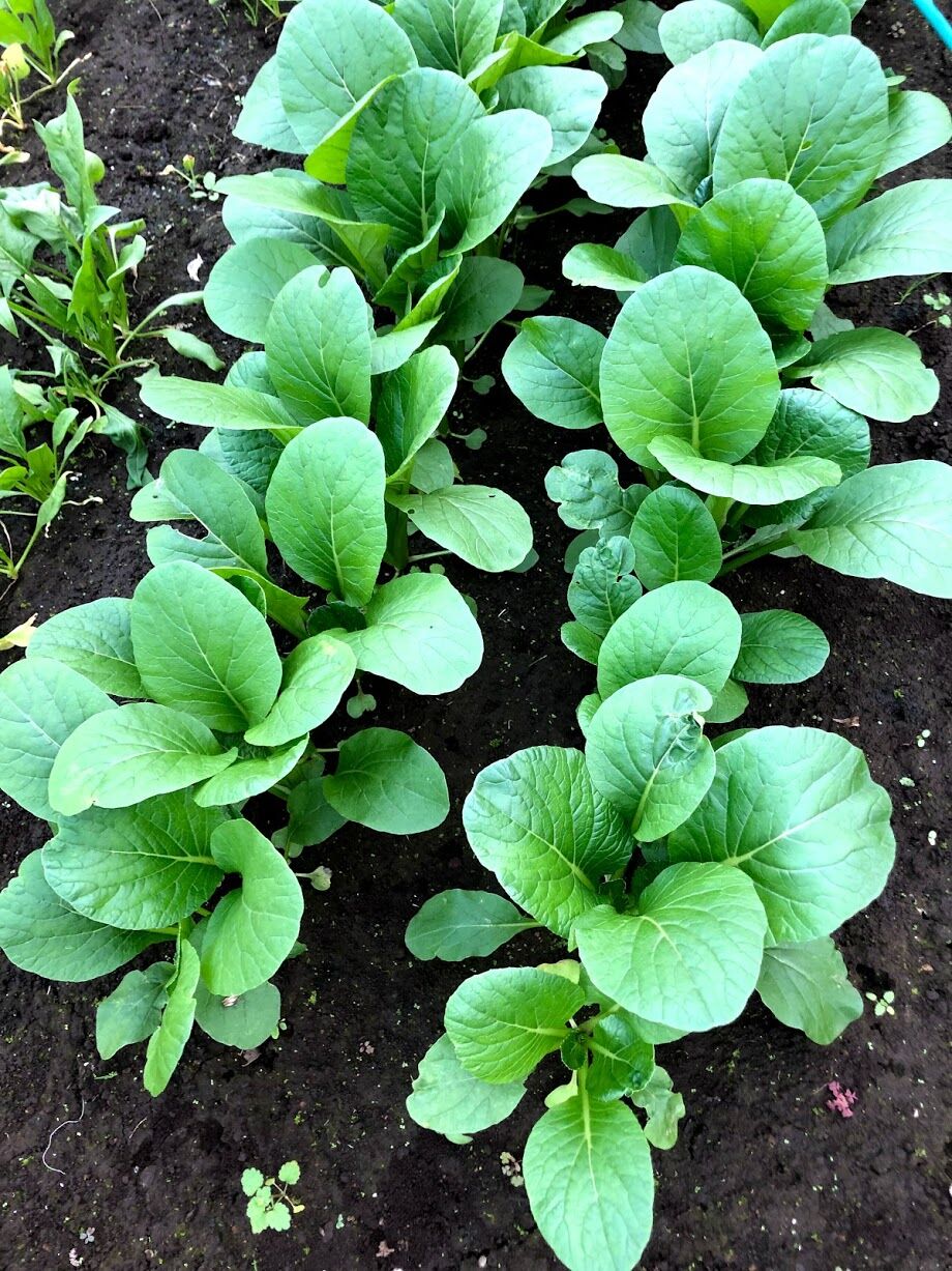 10 23 週末畑 ほうれん草は蒔き直し 夢は地方移住 それまで東京23区田舎暮らし