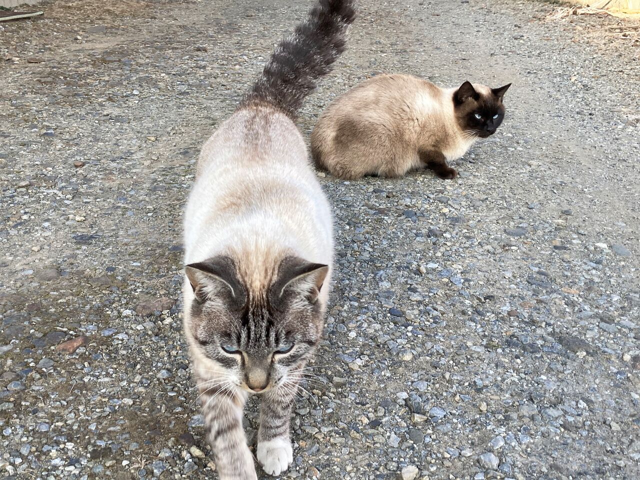 ねこ きょうの野良猫17 Pip東京食べ歩きと猫 4の日記 ねこ きょうの野良猫17 Pip東京食べ歩きと猫 4の日記