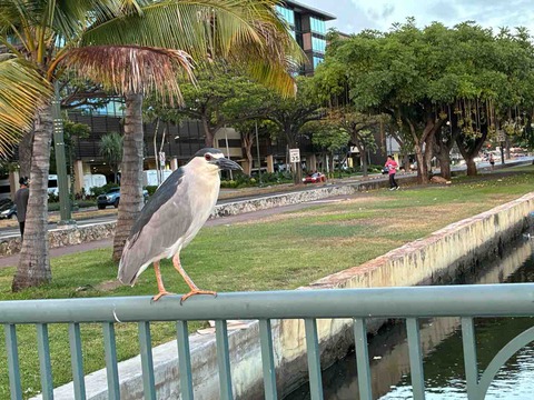 旅行:アラモアナ市立公園@ワイキキ
