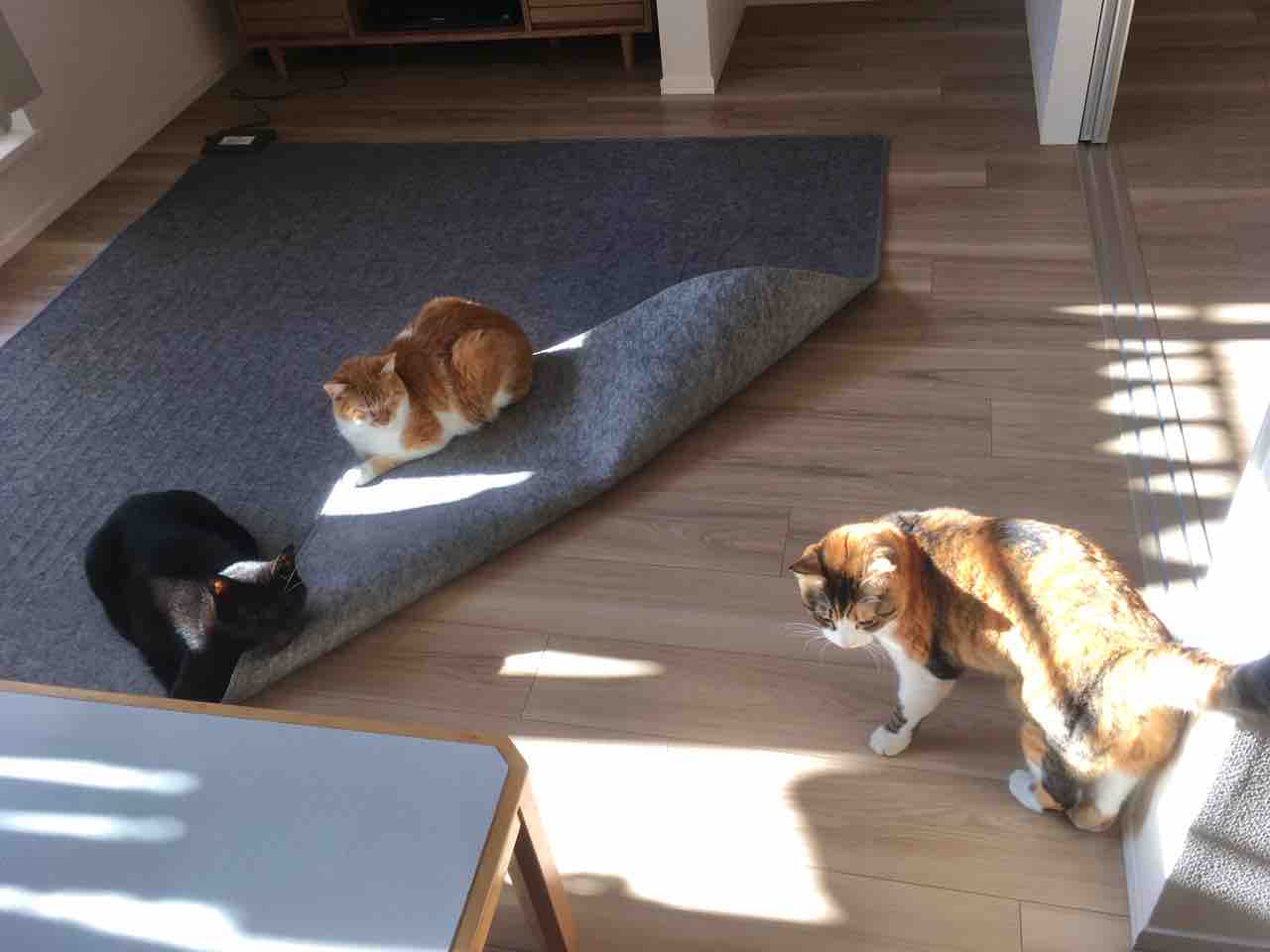 ねこ ホットカーペットのふしぎ Pip東京食べ歩きと猫 4の日記 ねこ ホットカーペットのふしぎ Pip東京食べ歩きと猫 4の日記