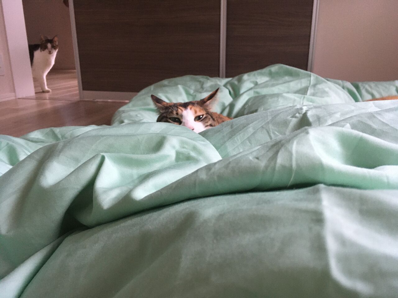 ねこ あたらしい布団カバー Pip東京食べ歩きと猫 ４の日記