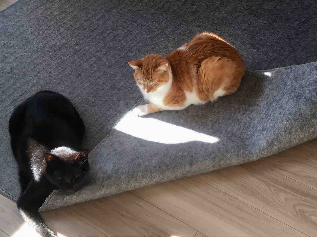 ねこ ホットカーペットのふしぎ Pip東京食べ歩きと猫 4の日記 ねこ ホットカーペットのふしぎ Pip東京食べ歩きと猫 4の日記