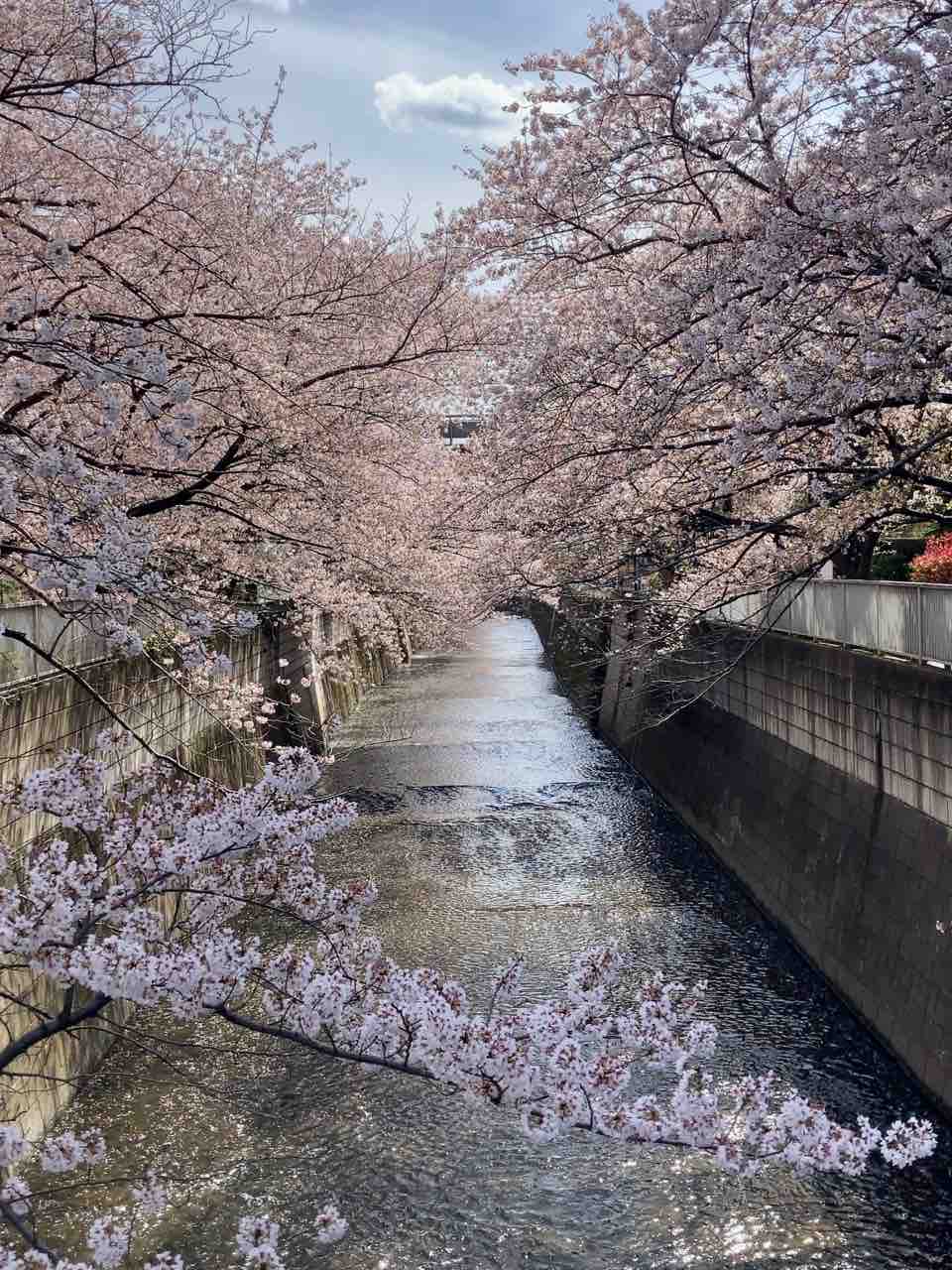 雑記 お花見 神田川 Pip東京食べ歩きと猫 ４の日記