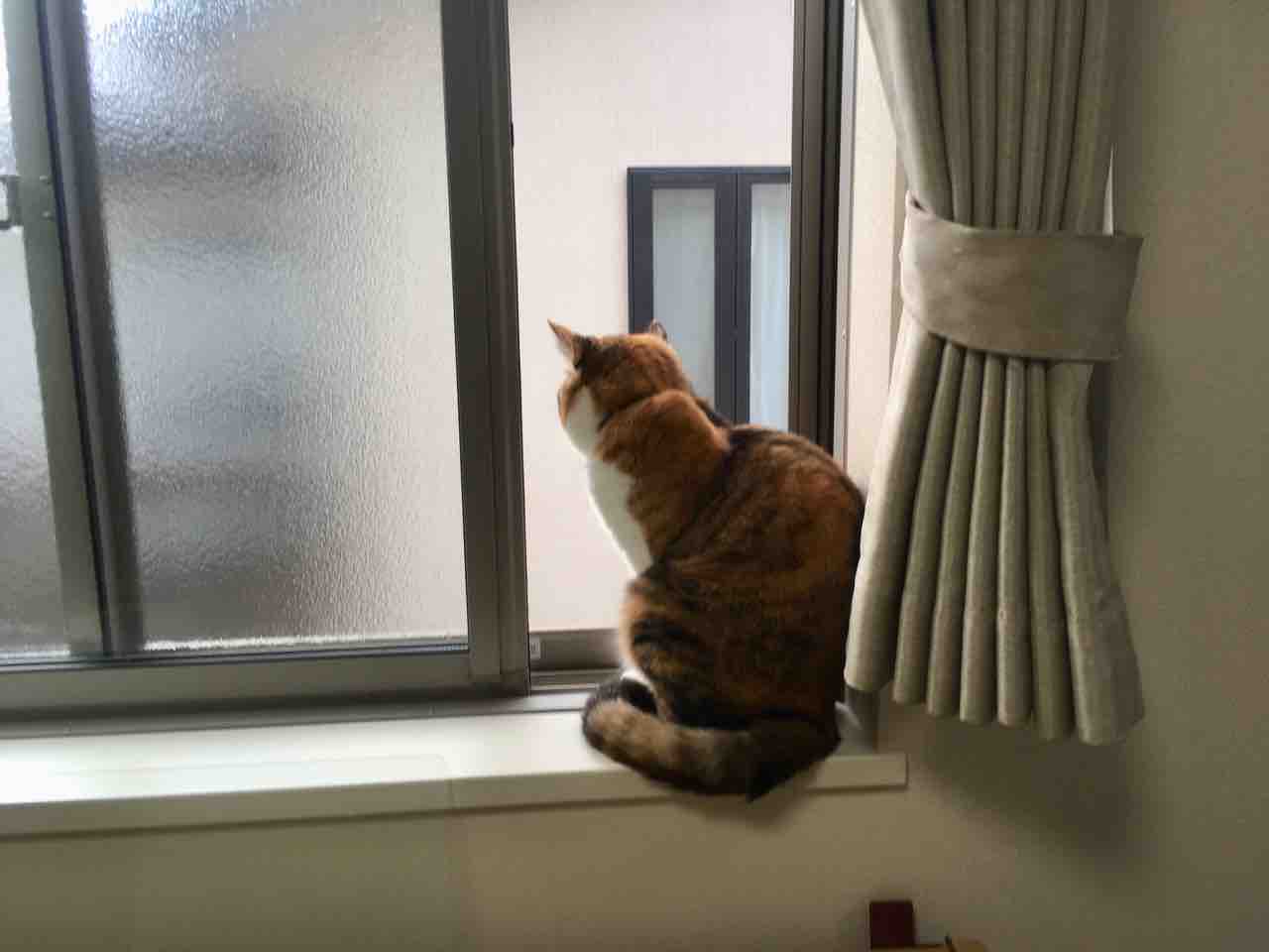 ねこ やっぱりココがすき Pip東京食べ歩きと猫 4の日記 ねこ やっぱりココがすき Pip東京食べ歩きと猫 4の日記