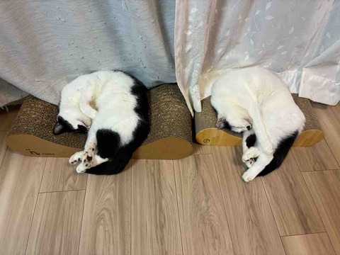 ねこ：きょうの家猫85