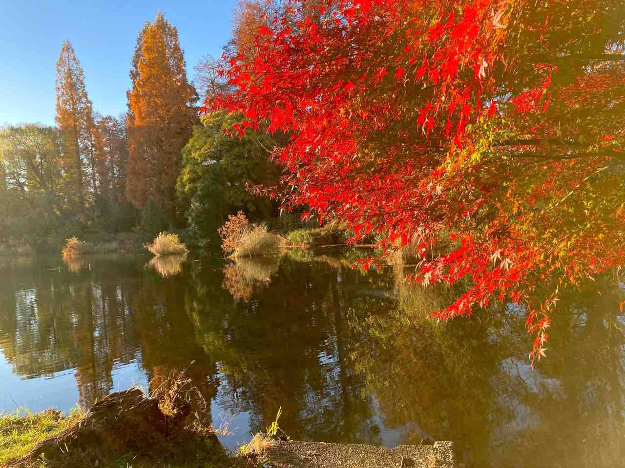 雑誌 早朝散歩 井の頭公園 Pip東京食べ歩きと猫 4の日記 雑誌 早朝散歩 井の頭公園 Pip東京食べ歩きと猫 4の日記