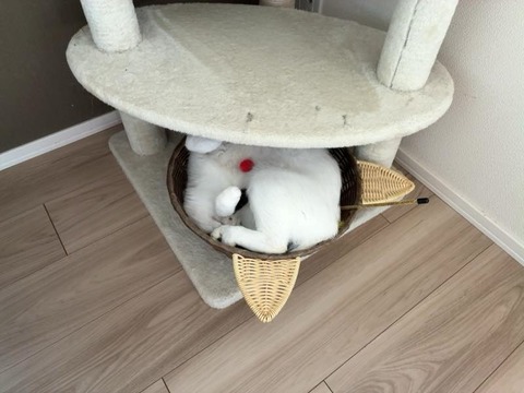 ねこ：おれじゃないよー