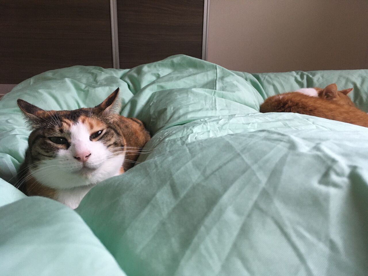 ねこ あたらしい布団カバー Pip東京食べ歩きと猫 ４の日記