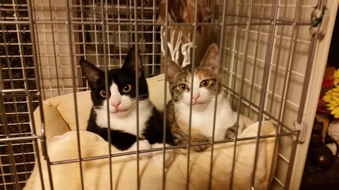 ハチワレ、しま三毛のコピー