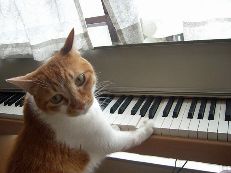 ねこ ねこふんじゃった Pip東京食べ歩きと猫 4の日記 ねこ ねこふんじゃった Pip東京食べ歩きと猫 4の日記
