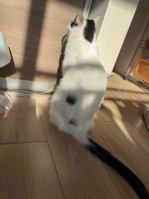 ねこ：きょうの家猫79