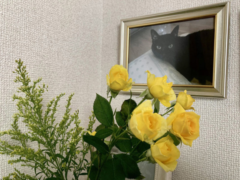pon
