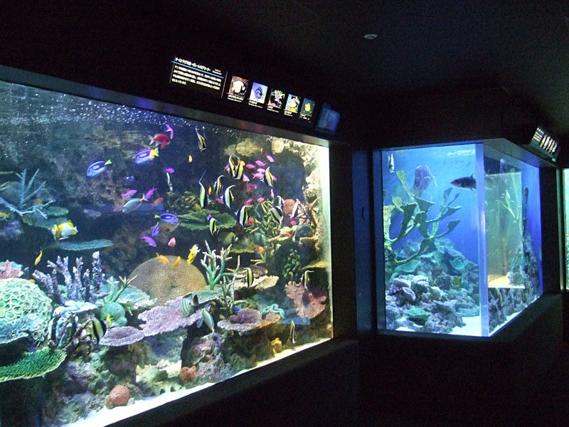 雑記 ひとり De 水族館 池袋サンシャイン水族館 Pip東京食べ歩きと猫 4の日記 雑記 ひとり De 水族館 池袋サンシャイン水族館 Pip東京食べ歩きと猫 4の日記