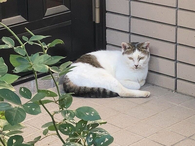 ねこ：きょうの野良猫46 : PIP東京食べ歩きと猫×4の日記