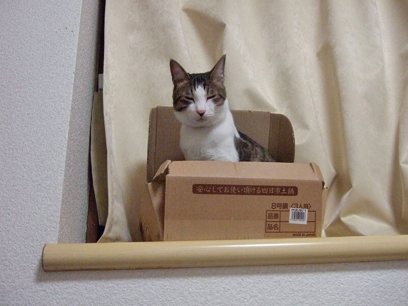 ねこ ねこ鍋しっぱい Pip東京食べ歩きと猫 4の日記 ねこ ねこ鍋しっぱい Pip東京食べ歩きと猫 4の日記