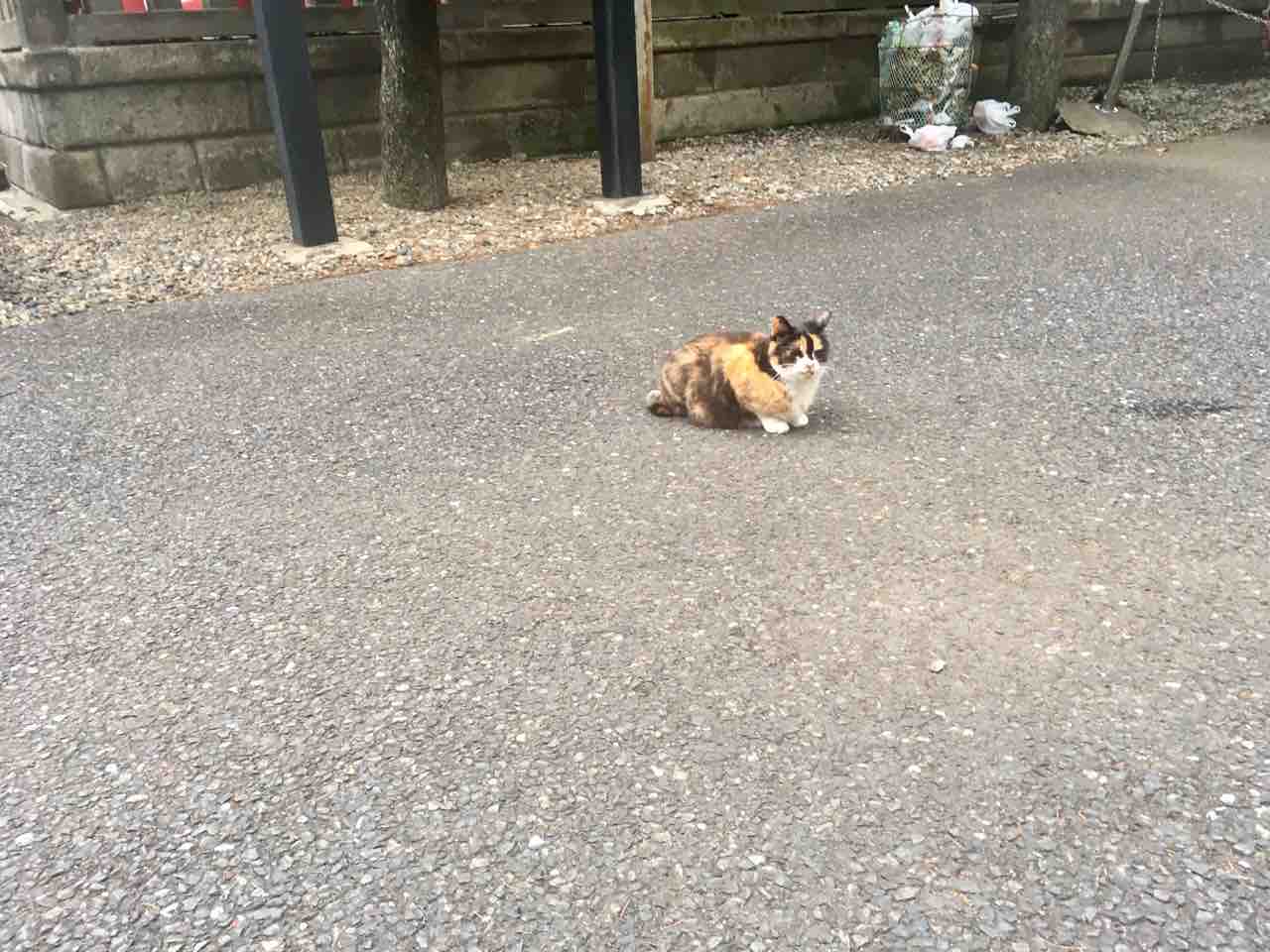 ねこ きょうの野良猫2 Pip東京食べ歩きと猫 4の日記 ねこ きょうの野良猫2 Pip東京食べ歩きと猫 4の日記