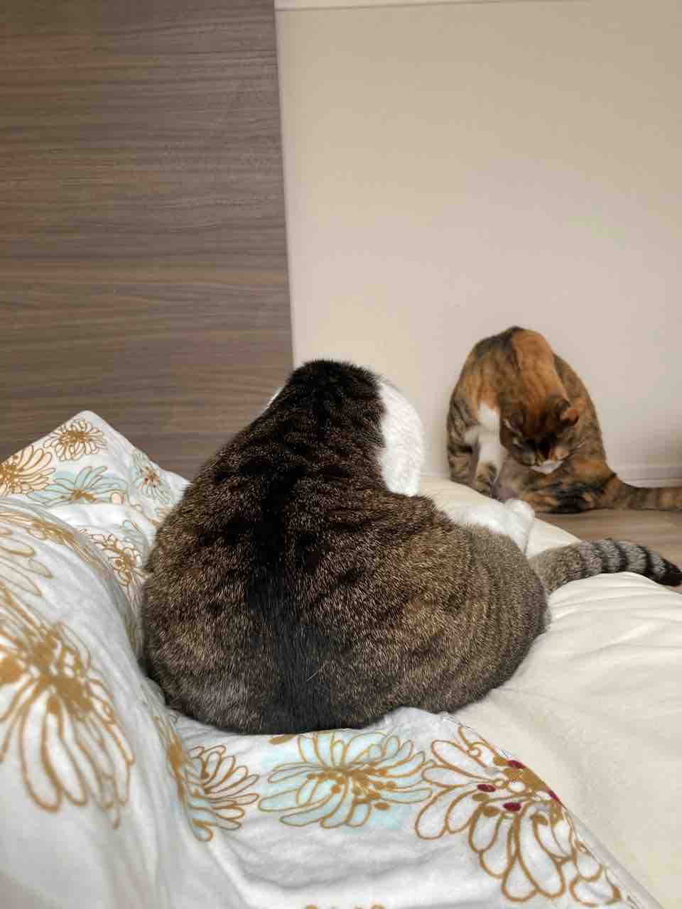 ねこ きょうの家猫56 Pip東京食べ歩きと猫 4の日記 ねこ きょうの家猫56 Pip東京食べ歩きと猫 4の日記