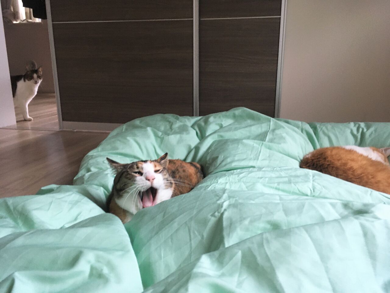 ねこ あたらしい布団カバー Pip東京食べ歩きと猫 ４の日記