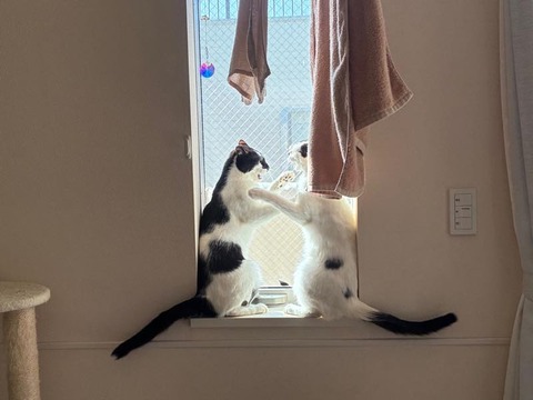 ねこ：きょうの家猫82