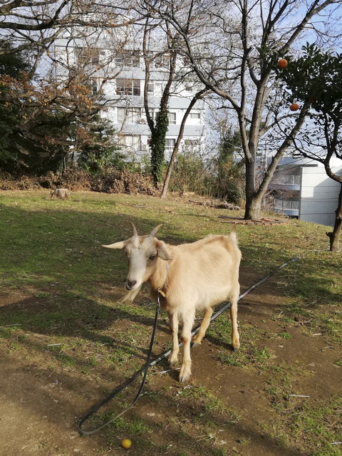 ⑯山羊のお出迎え
