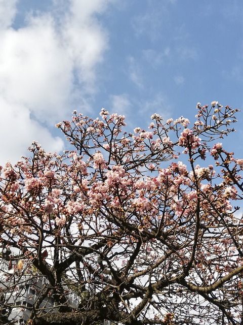 ⑥寒桜が咲く