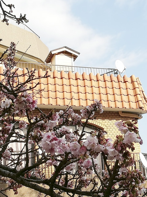 ⑦寒桜が咲く