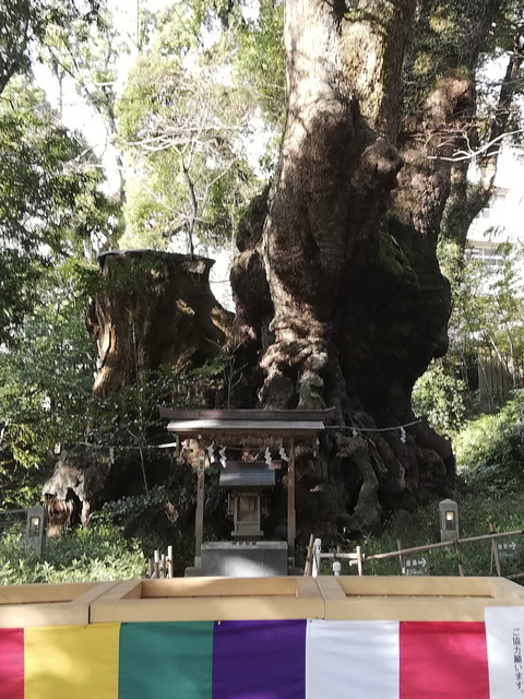 ⑬天然記念物「大楠」