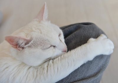 猫薔薇 110