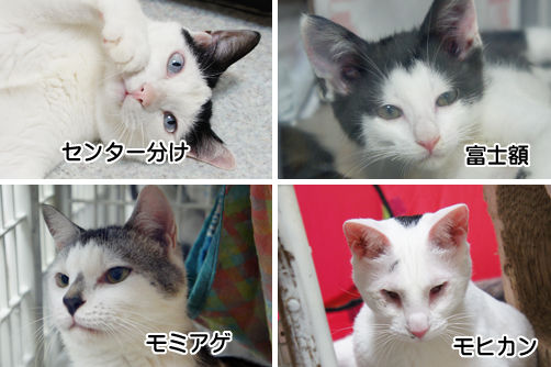tcg_blog248