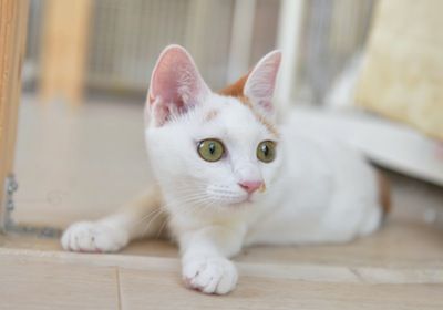 猫小 037