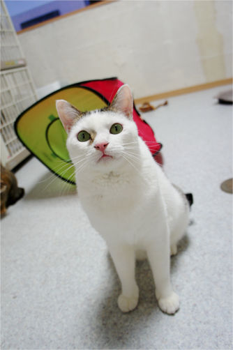 tcg_blog93