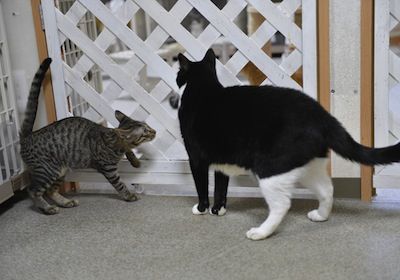 猫流 081