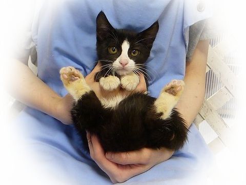 東京キャットガーディアンシェルター日記 里親さんを待っている猫たち 7 19 東京キャットガーディアンシェルター日記 里親さんを待っている猫たち 7 19
