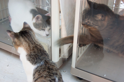 DSC03205 のコピー