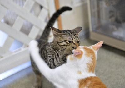 猫流 101