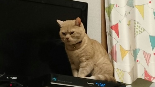晩白柚2