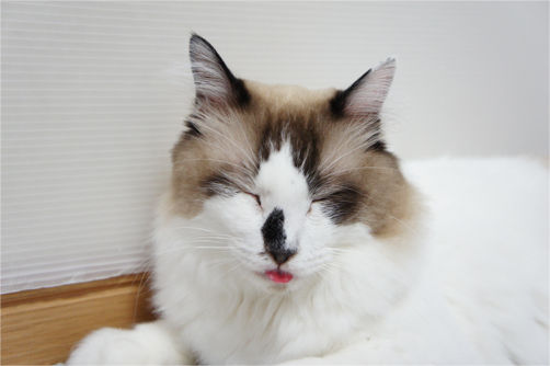 tcg_blog105