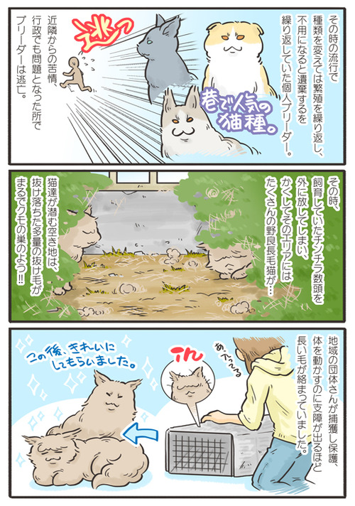 東京キャットガーディアンシェルター日記 162話 野良チンチラ 東京キャットガーディアンシェルター日記 162話 野良チンチラ