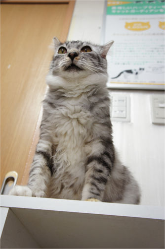 tcg_blog915