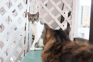 DSC03221 のコピー