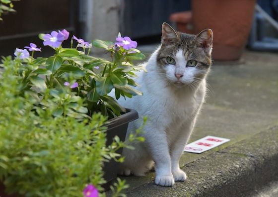 10_31街のねこたちの写真募集！