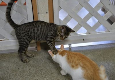 猫流 277