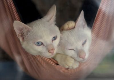 猫大祭 071