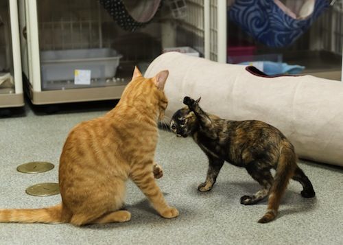 トップコレクション 西 国分寺 猫 100 で最高の画像 トップコレクション 西 国分寺 猫 100 で最高の画像